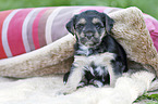 sitting Dachshund-Mongrel Puppy