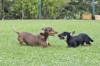 playing 2 Dogs