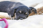 lying Dachshund-Mongrel Puppy