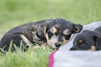 lying Dachshund-Mongrel Puppies