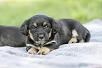 lying Dachshund-Mongrel Puppies