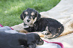 lying Dachshund-Mongrel Puppies