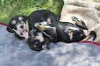 lying Dachshund-Mongrel Puppies
