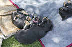lying Dachshund-Mongrel Puppies