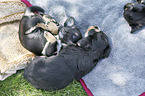 lying Dachshund-Mongrel Puppies