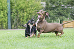 playing 2 Dogs