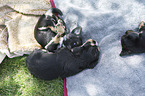 lying Dachshund-Mongrel Puppies