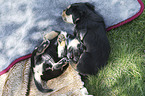 lying Dachshund-Mongrel Puppies