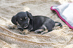 lying Dachshund-Mongrel Puppy