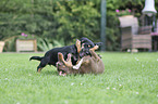 playing 2 Dogs