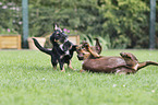 playing 2 Dogs