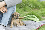 human with Dachshund-Mongrel Puppy