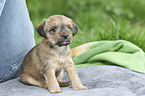 human with Dachshund-Mongrel Puppy