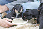 human with Dachshund-Mongrel Puppies