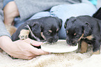 human with Dachshund-Mongrel Puppies