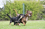 playing 2 Dogs