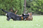 playing 2 Dogs
