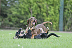 playing 2 Dogs