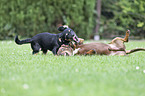 playing 2 Dogs