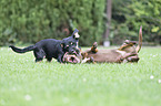 playing 2 Dogs