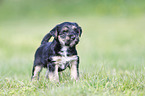 standing Dachshund-Mongrel Puppy