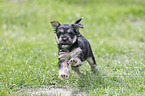 running Dachshund-Mongrel Puppy