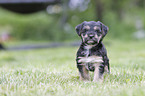 walking Dachshund-Mongrel Puppy
