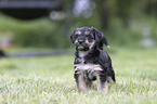 standing Dachshund-Mongrel Puppy