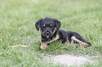 lying Dachshund-Mongrel Puppy