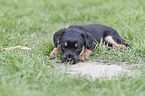 lying Dachshund-Mongrel Puppy