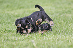 playing Dachshund-Mongrel Puppies