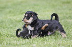 playing Dachshund-Mongrel Puppies