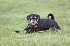 playing Dachshund-Mongrel Puppies