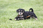 playing Dachshund-Mongrel Puppies