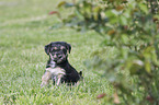 sitting Dachshund-Mongrel Puppy