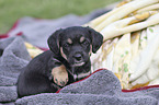 Dachshund-Mongrel Puppy
