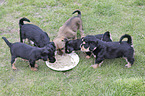 Dachshund-Mongrel Puppies