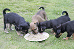 Dachshund-Mongrel Puppies