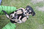 human with Dachshund-Mongrel Puppy