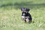 running Dachshund-Mongrel Puppy