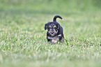 walking Dachshund-Mongrel Puppy