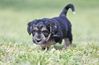 walking Dachshund-Mongrel Puppy