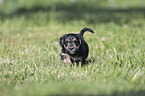 walking Dachshund-Mongrel Puppy