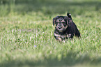 walking Dachshund-Mongrel Puppy