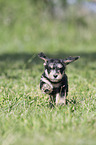 running Dachshund-Mongrel Puppy