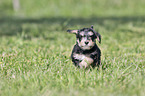 running Dachshund-Mongrel Puppy