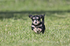 running Dachshund-Mongrel Puppy