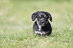 Dachshund-Mongrel Puppy