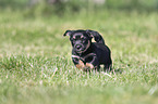 running Dachshund-Mongrel Puppy