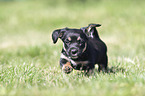 running Dachshund-Mongrel Puppy